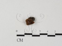 登錄號:F0022308藏品圖，第1張