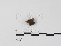 登錄號:F0022308藏品圖，第3張