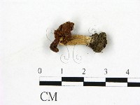 登錄號:F0022309藏品圖，第1張