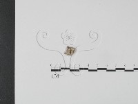 裂褶菌藏品圖，第1張