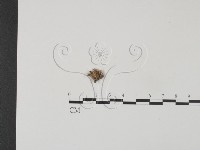 裂褶菌藏品圖，第3張