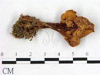 登錄號:F0022312藏品圖，第1張