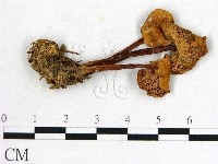 登錄號:F0022312藏品圖，第3張