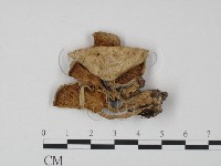 登錄號:F0022314藏品圖，第1張