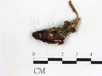 登錄號:F0022315藏品圖，第1張