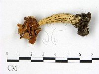 登錄號:F0022316藏品圖，第1張