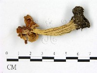 登錄號:F0022316藏品圖，第3張