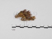 登錄號:F0022317藏品圖，第1張