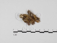 登錄號:F0022317藏品圖，第3張
