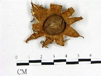 登錄號:F0022318藏品圖，第1張