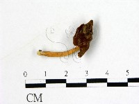 登錄號:F0022320藏品圖，第1張