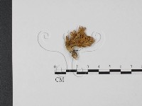 登錄號:F0022323藏品圖，第1張