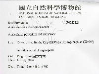 毛木耳藏品圖，第2張