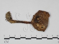 登錄號:F0022329藏品圖，第1張