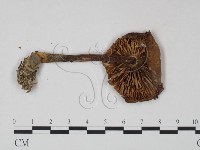 登錄號:F0022329藏品圖，第3張