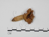登錄號:F0022330藏品圖，第1張