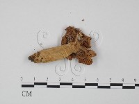 登錄號:F0022330藏品圖，第3張