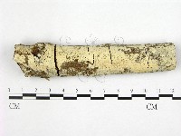 冇骨消絲齒菌藏品圖，第1張