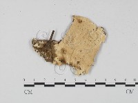 登錄號:F0022344藏品圖，第1張