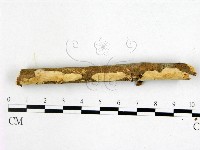 登錄號:F0022357藏品圖，第1張