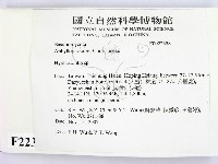 絲齒菌屬藏品圖，第2張