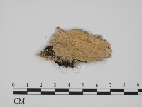 附毛菌屬藏品圖，第3張