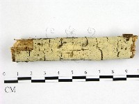 剛毛絲皮菌藏品圖，第1張