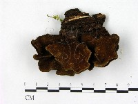 木層孔菌屬藏品圖，第3張