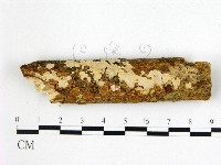 刺皮菌屬藏品圖，第1張