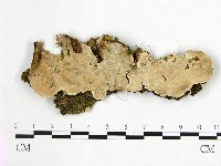 刺皮菌屬藏品圖，第1張