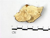 栓菌屬藏品圖，第3張