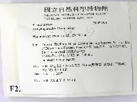 剛毛絲皮菌藏品圖，第2張