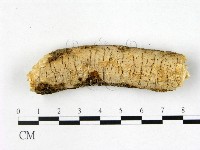 筍殼菌屬藏品圖，第1張