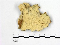 絲齒菌屬藏品圖，第1張