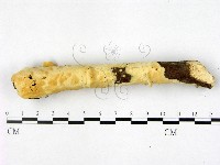 登錄號:F0022396藏品圖，第3張