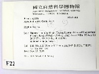 絲皮菌屬藏品圖，第2張