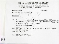 射脈菌屬藏品圖，第2張