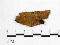 刺革菌屬藏品圖，第1張