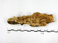 登錄號:F0022406藏品圖，第1張