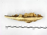 登錄號:F0022406藏品圖，第3張