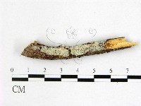 登錄號:F0022408藏品圖，第1張