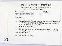 射脈菌屬藏品圖，第2張