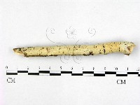 射脈菌屬藏品圖，第1張