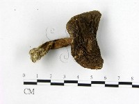登錄號:F0022422藏品圖，第1張