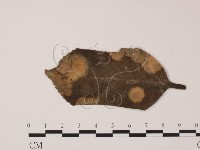 登錄號:F0022431藏品圖，第3張