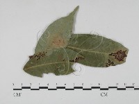 登錄號:F0022434藏品圖，第1張