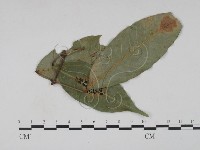 登錄號:F0022434藏品圖，第3張