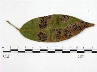 登錄號:F0022435藏品圖，第1張