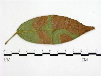 登錄號:F0022435藏品圖，第3張