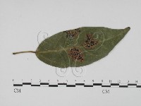 登錄號:F0022436藏品圖，第1張